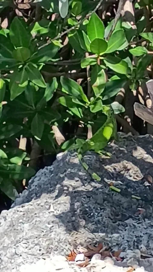 Key Largo Kampground & Marina