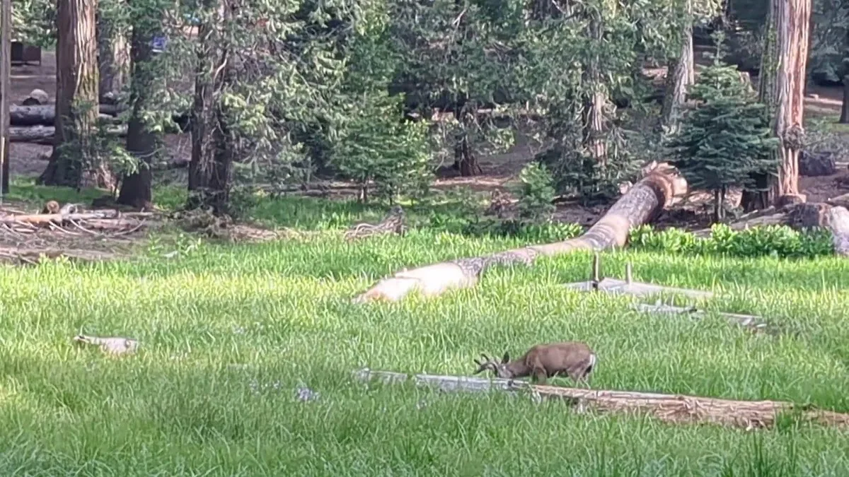 King's Canyon National Park Azalea Campground