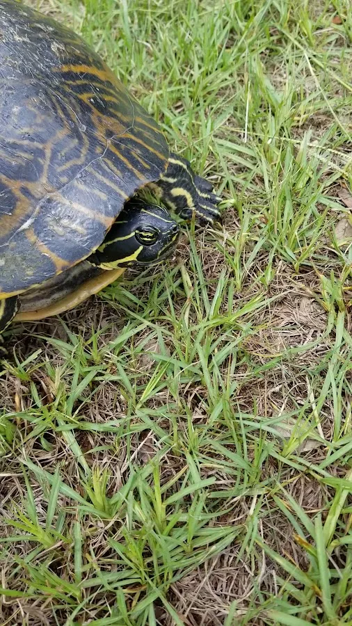 Lake in the Forest RV Resorts