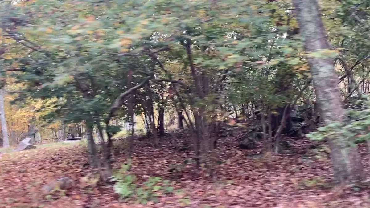 Lewis Mountain Campground