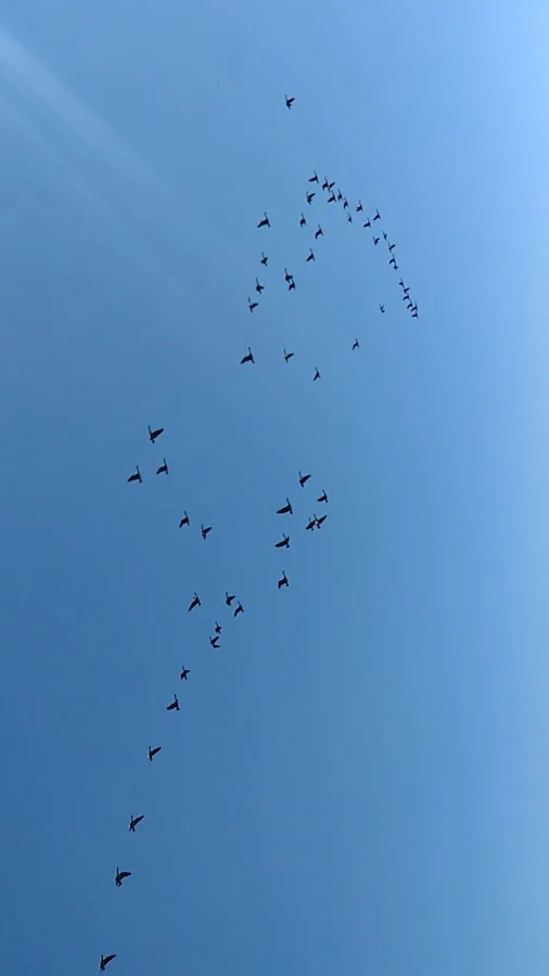 Little Meadows Campground