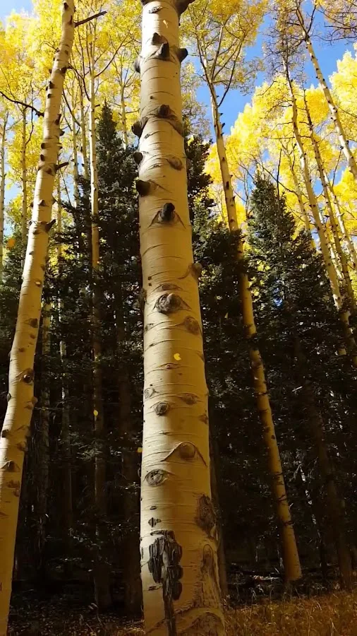 Lockett Meadow Campground