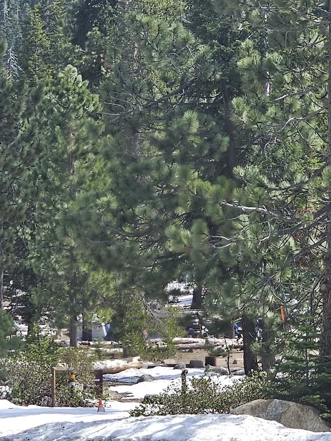 Lodgepole Campground