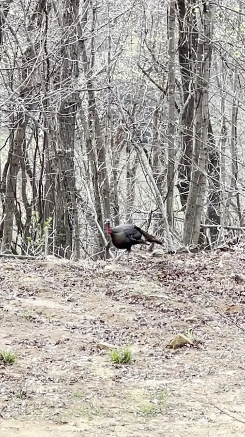 Mammoth Cave BaseCamp - Cabins & Glampground