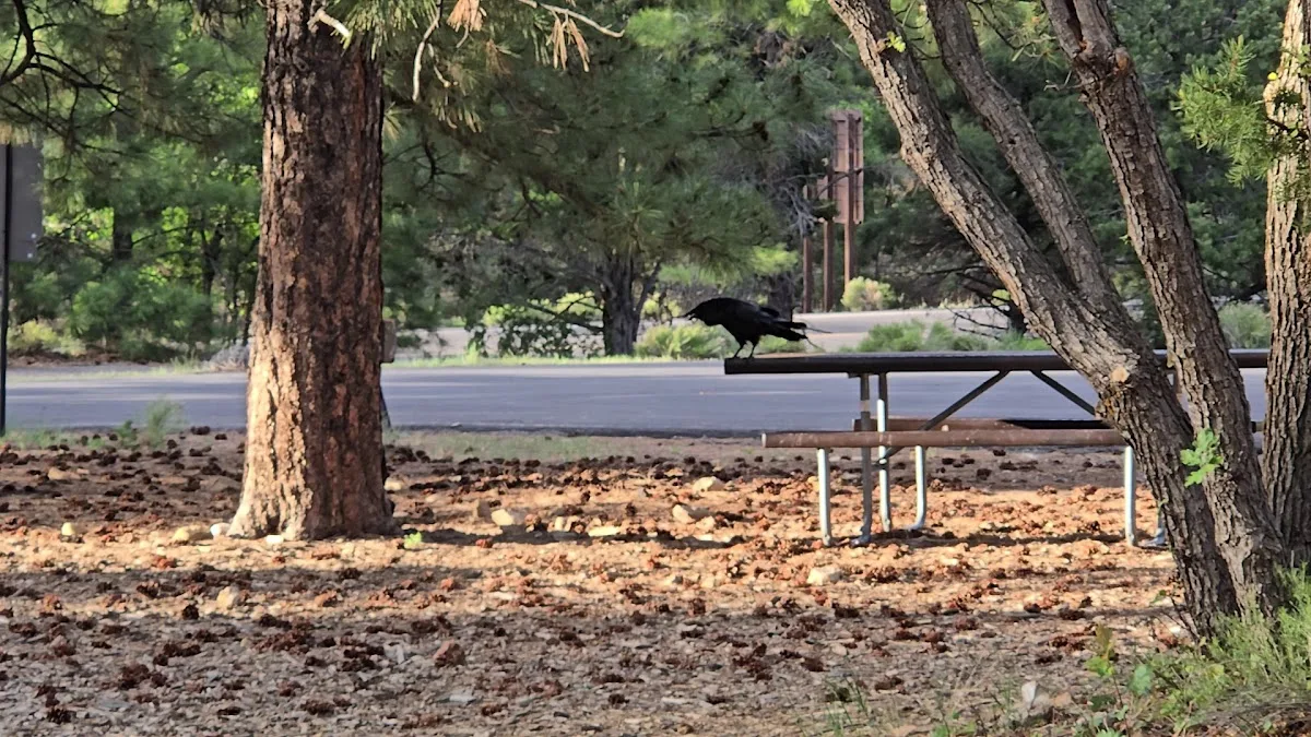 Mather Campground Showers and Laundry