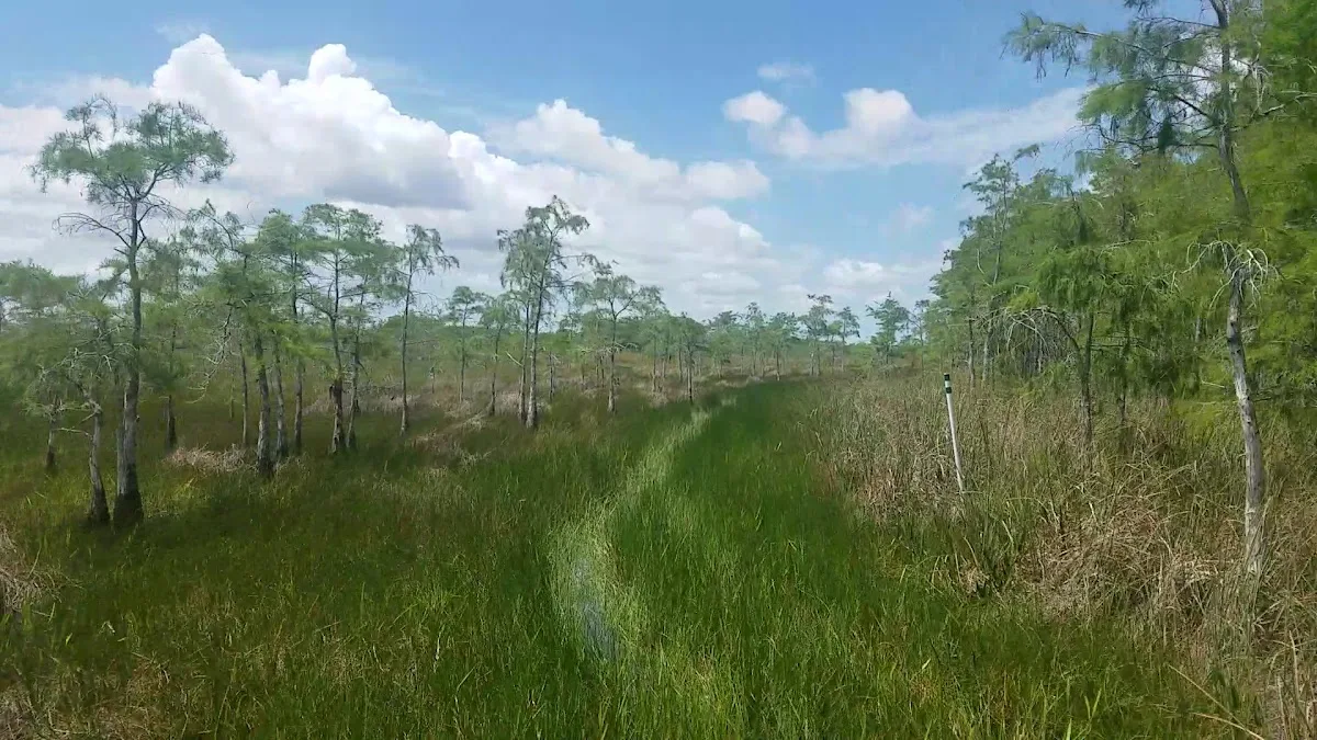 Mitchell Landing Big Cypress National Preserve