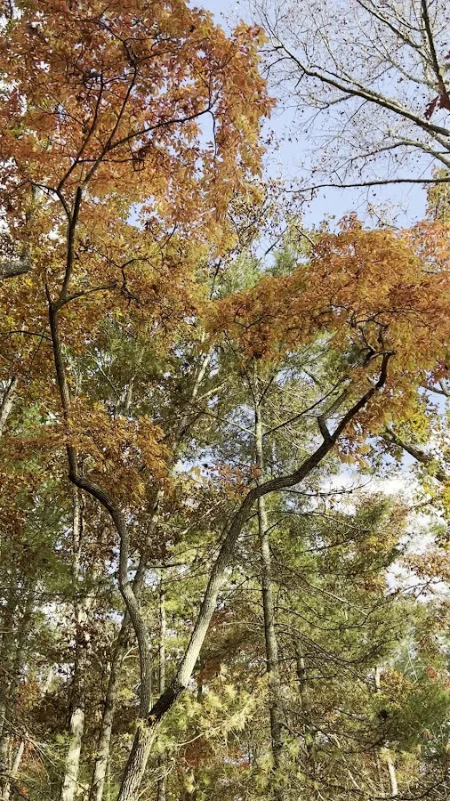 Morganton Point Campground