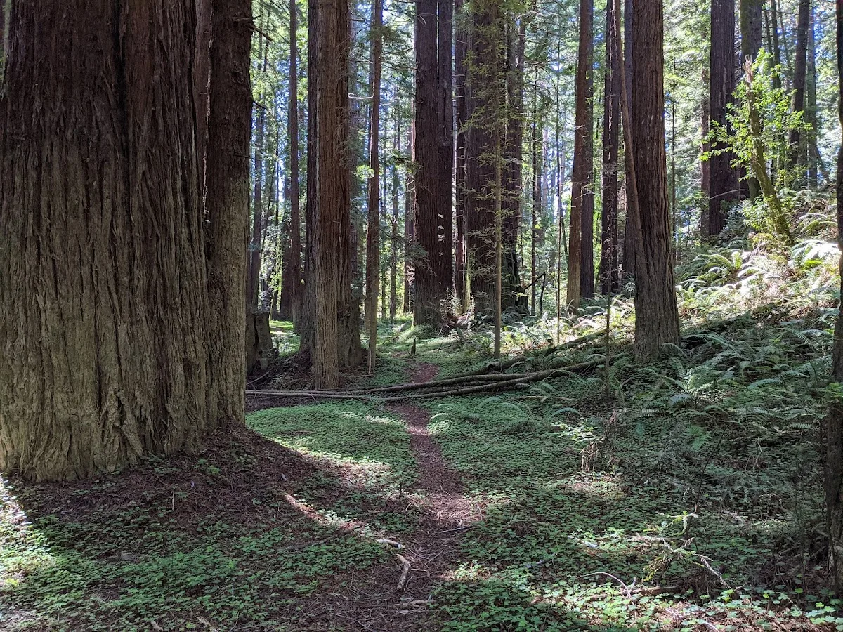 Navarro River Redwoods State Park
