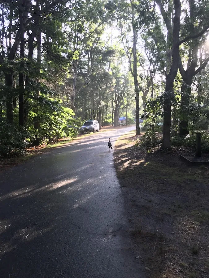 Nickerson State Park - Area 6