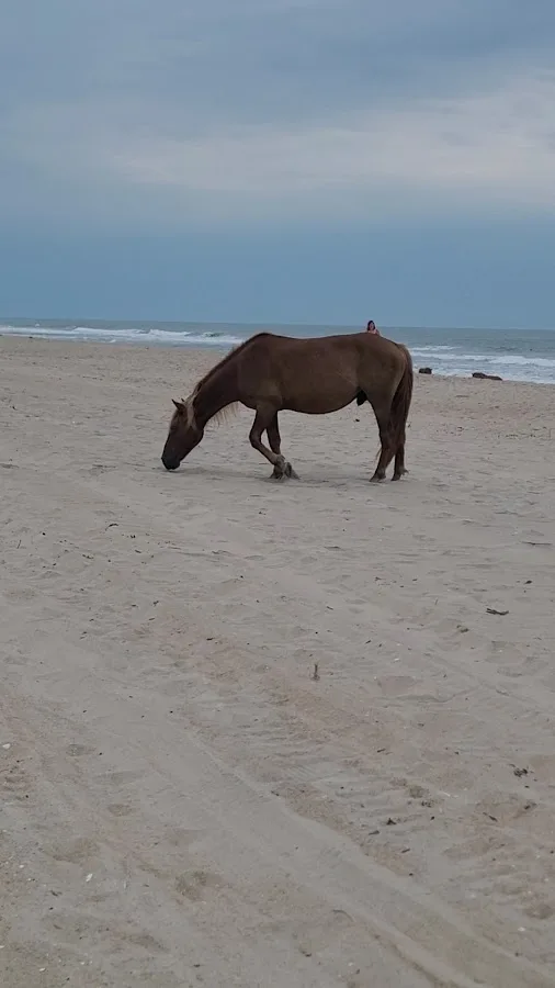 Oceanside Drive-In Campground
