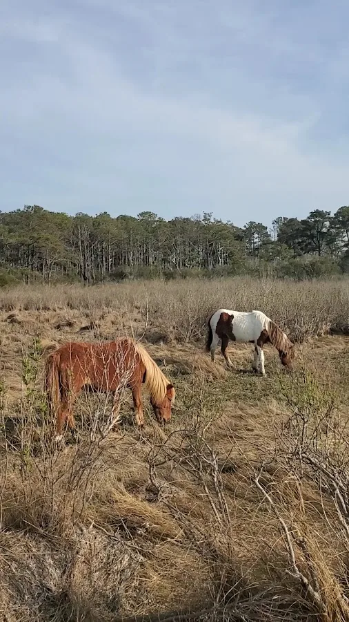 Oceanside Walk-In Campground