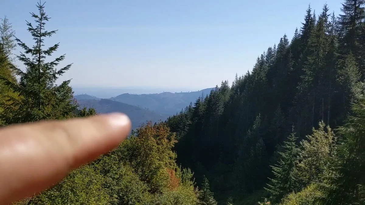 Olympic National Forest