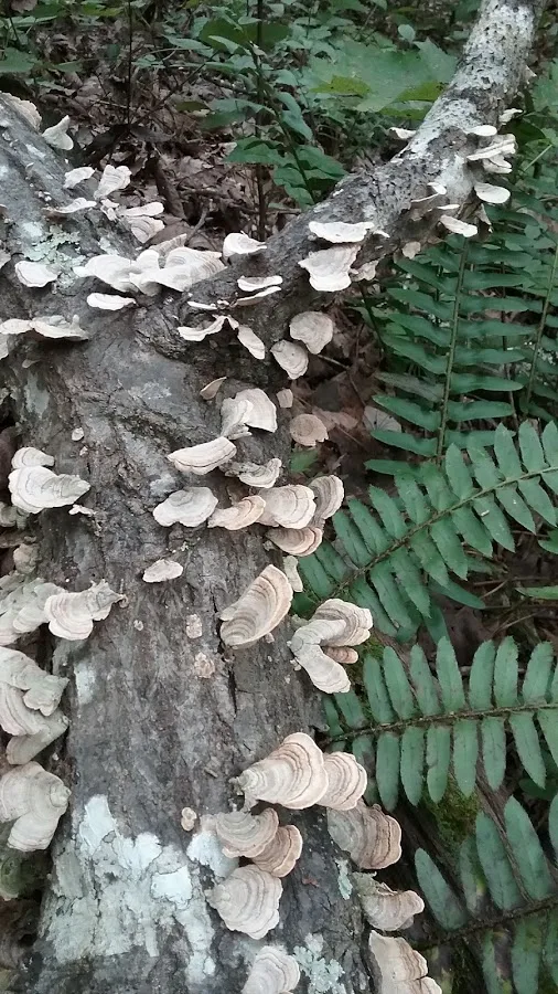 Ozone Recreation Area & Campground