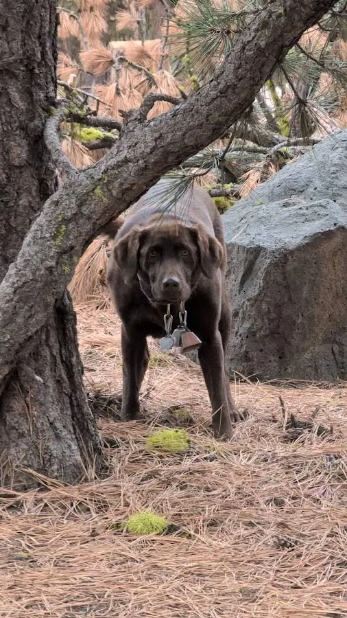 Pine Mountain Observatory Campground