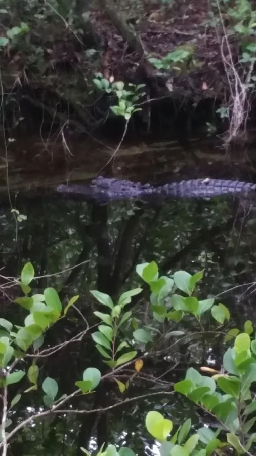 Pinecrest Group Campground, Big Cypress National Preserve