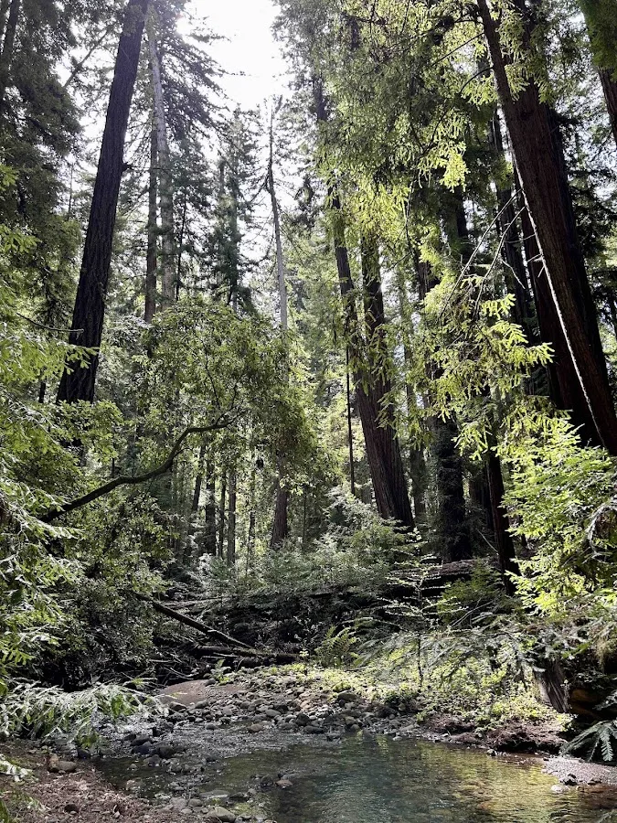 Portola Redwoods State Park