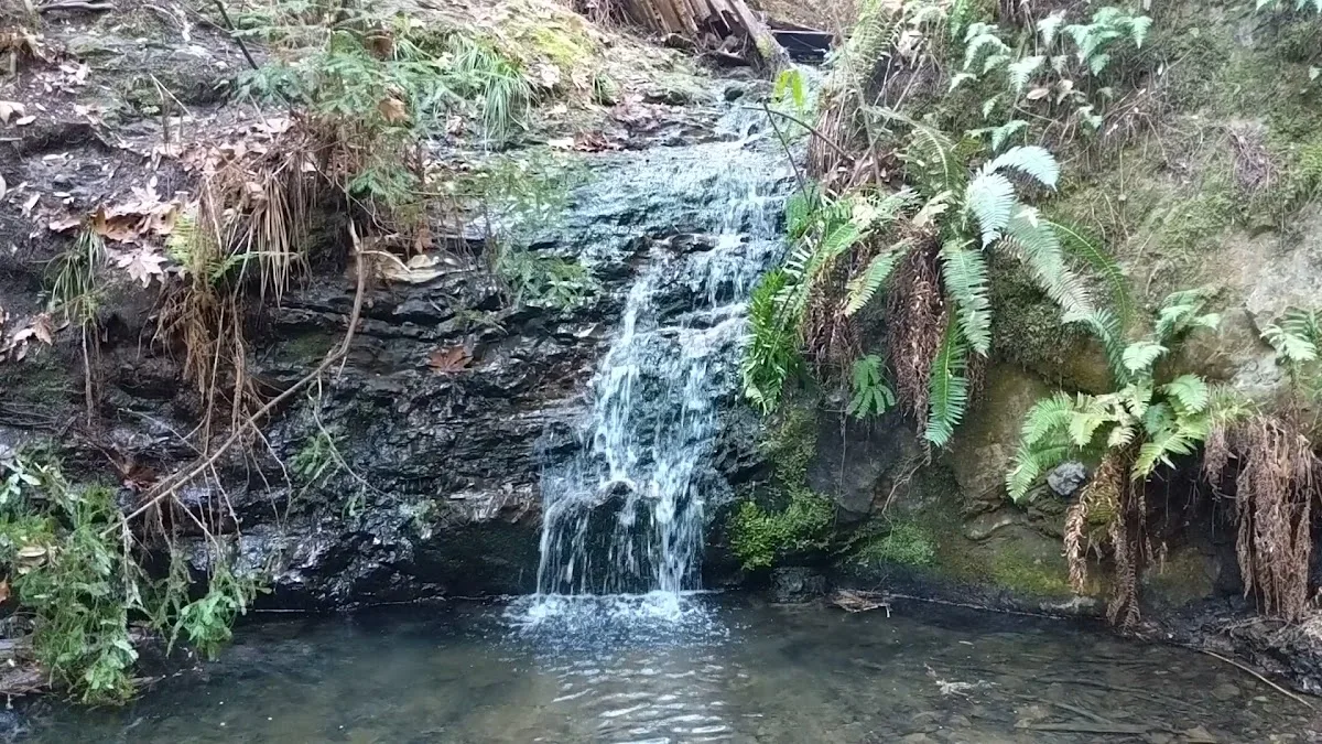 Portola Redwoods State Park