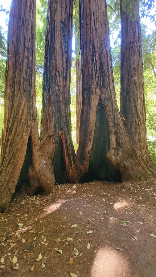 Portola Redwoods State Park Campground