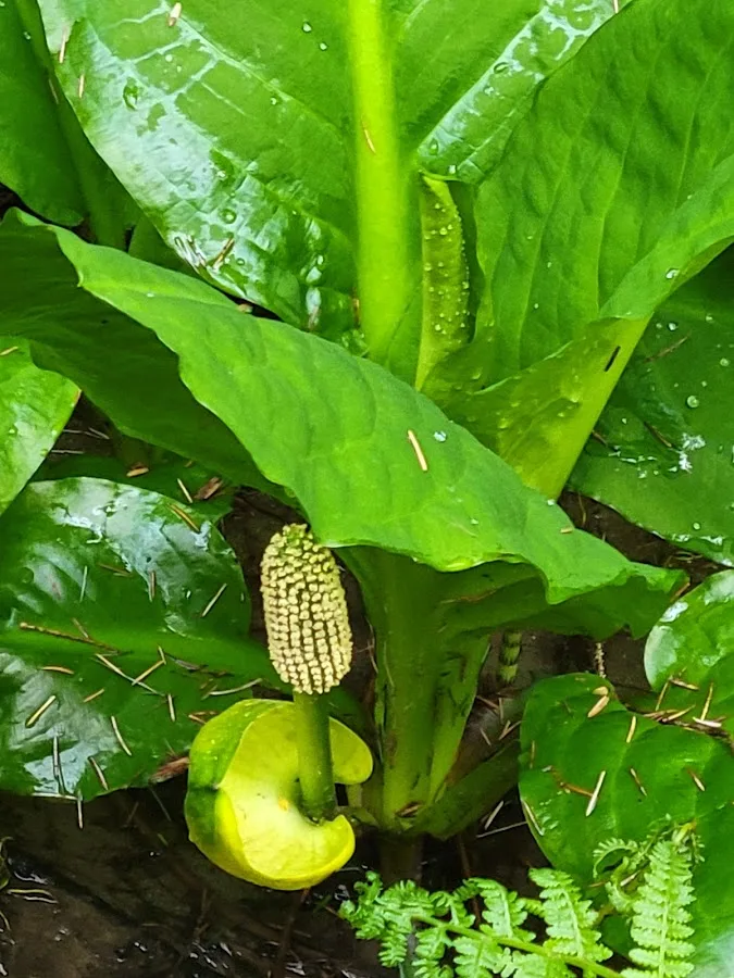 Prairie Creek Redwoods State Park