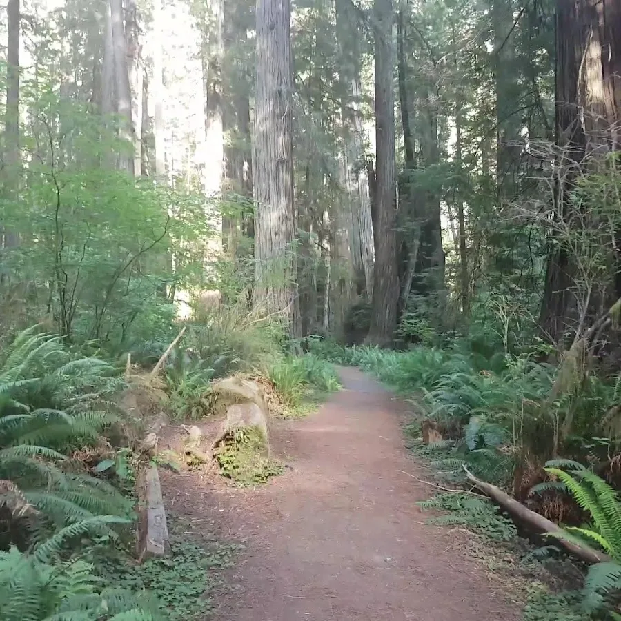 Prairie Creek Redwoods State Park