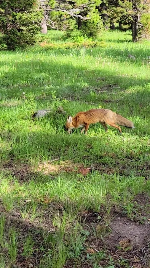 Red Eagle Campground