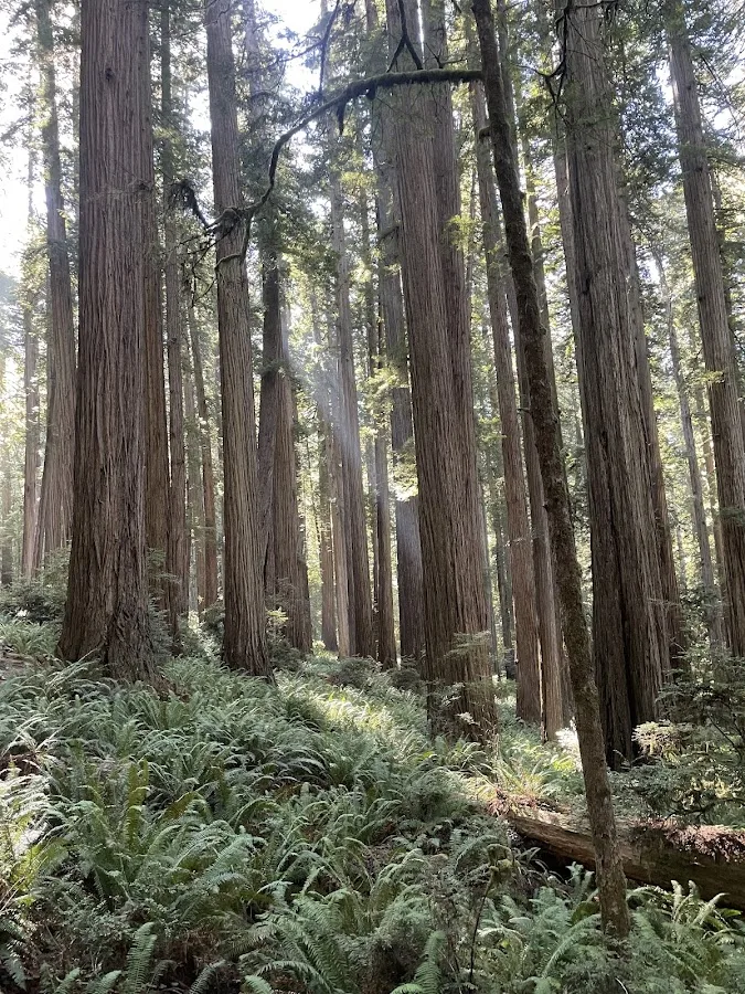 Redwood Creek Dispersed Camping