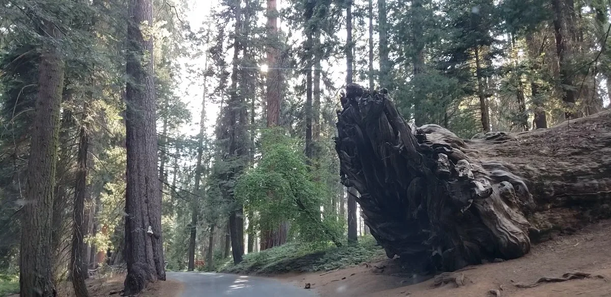 Sequoia & Kings Canyon National Parks