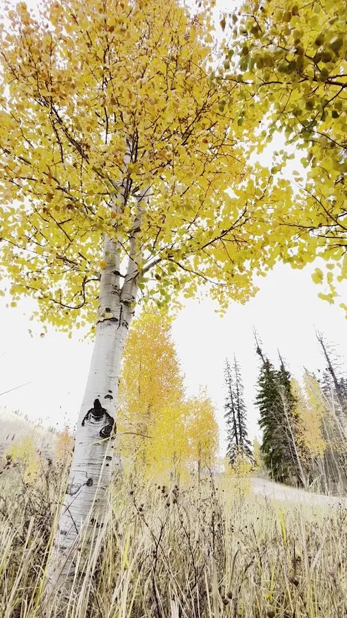 Sig Creek Campground