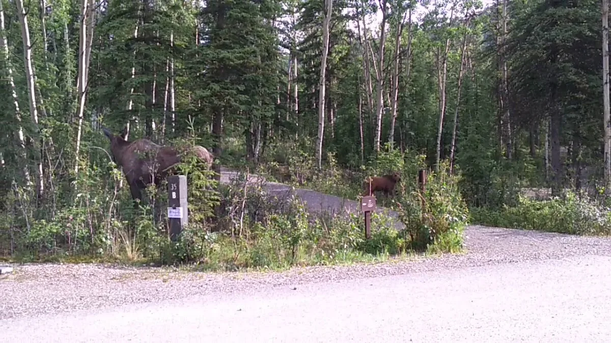 Campground atmosphere near Teklanika River