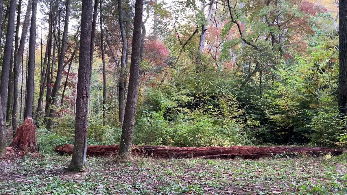 Three Forks USFS 58 4.3