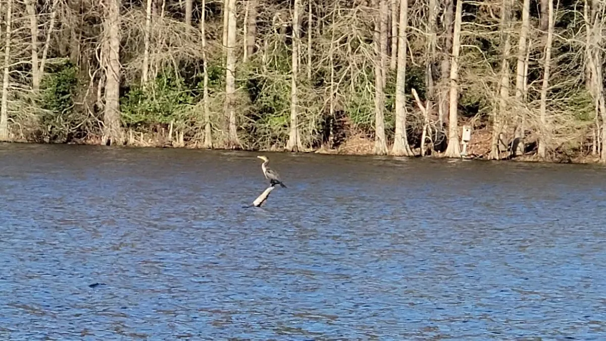 Trap Pond State Park