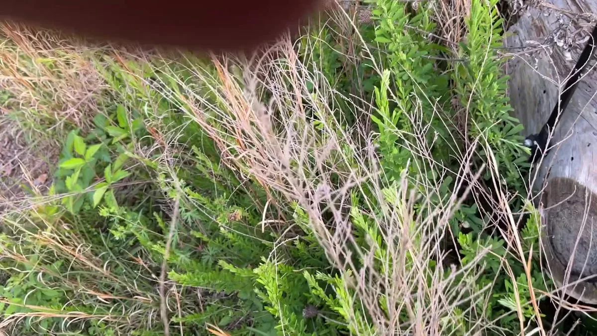 Turner Bend Store Cabins & RV Campgrounds