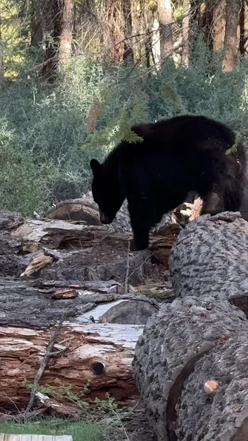 Upper Stony Creek Campground