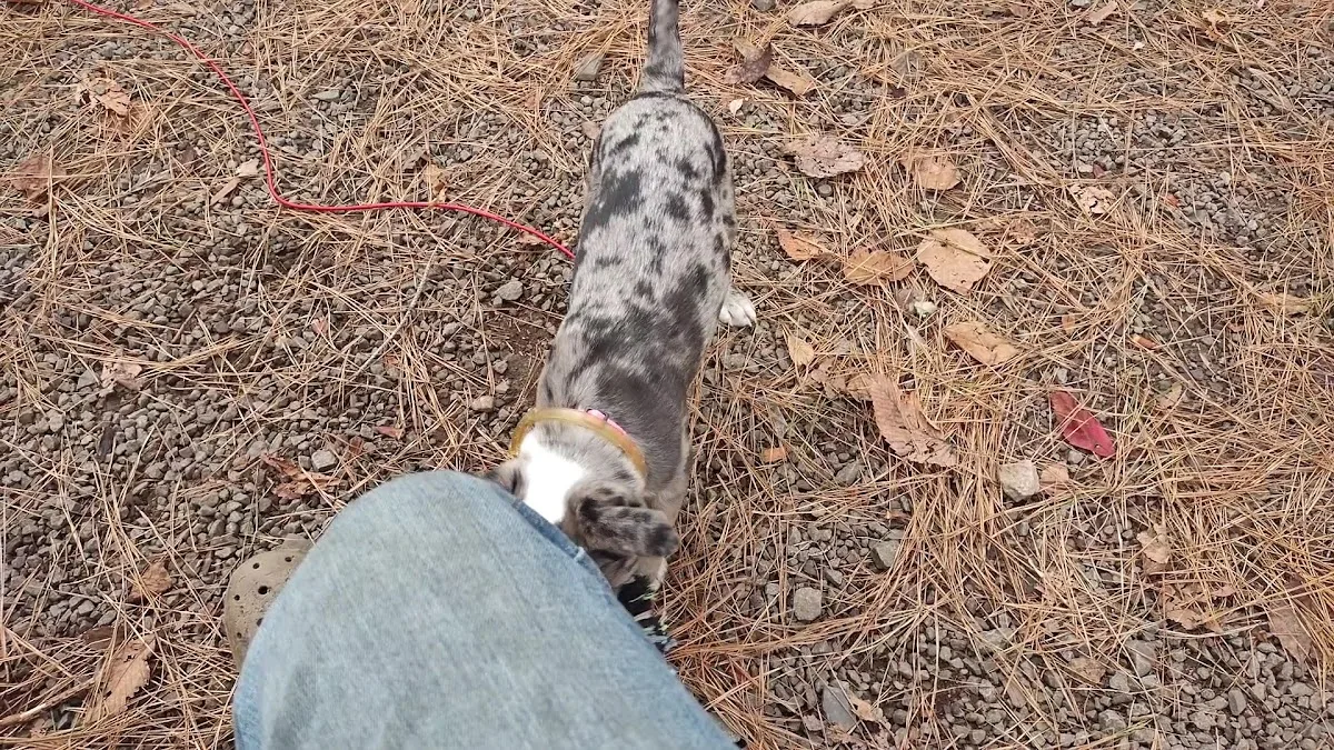 US Army Corps of Engineers (South Park)