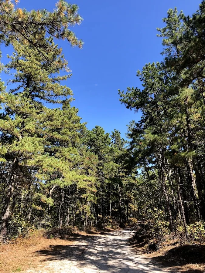 Wharton State Forest