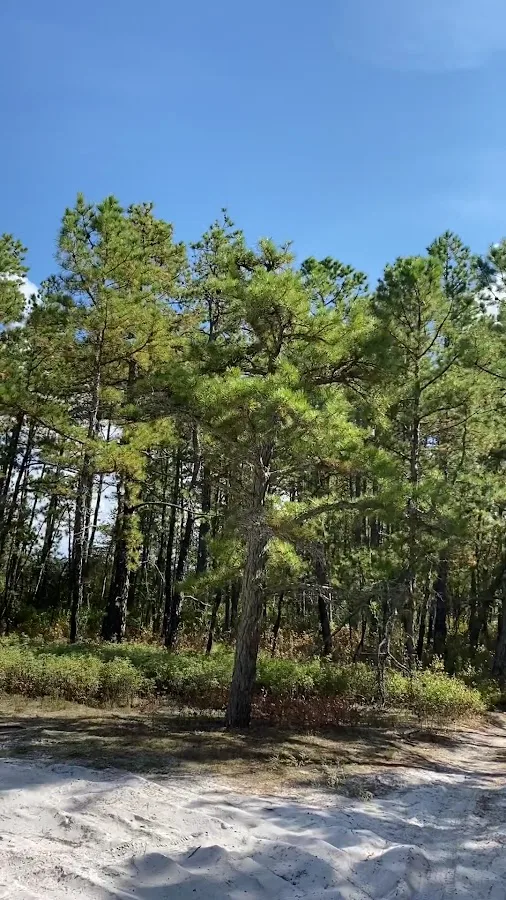 Wharton State Forest