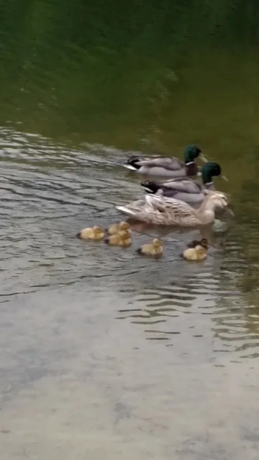 Whispering Pines RV Park