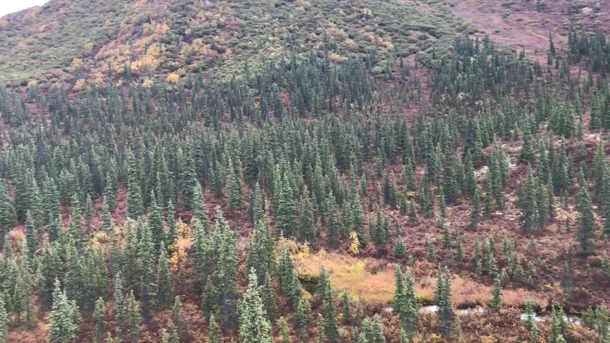 Wonder Lake Campground