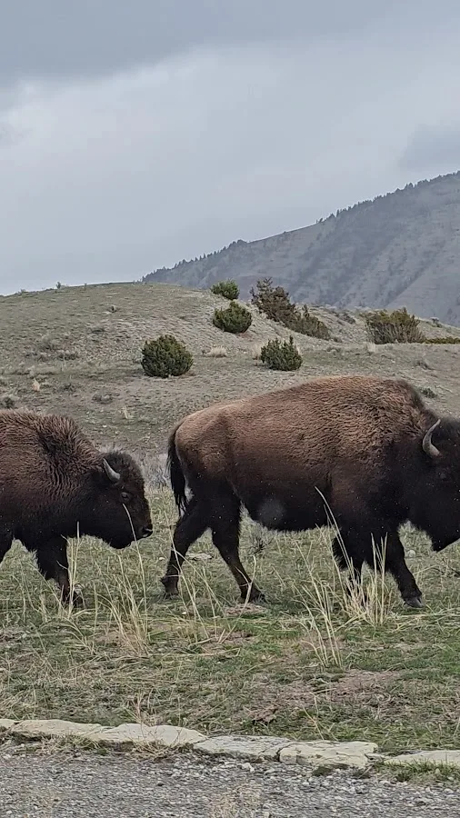 Yellowstone National Park