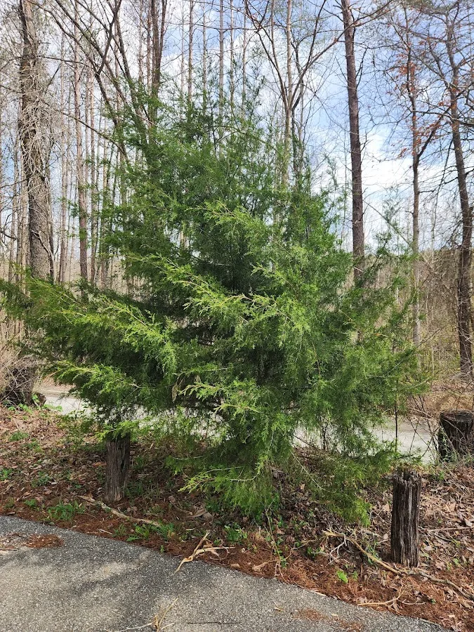 Yellowwood State Forest